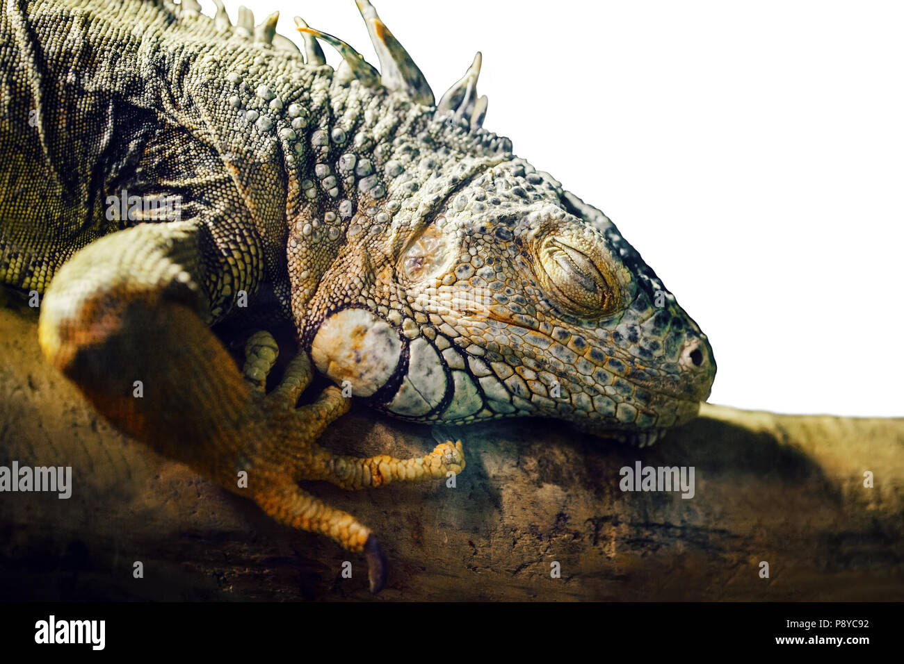 Closeup portrait of green American common iguana sleeping on a tree in zoo, arboreal species of
