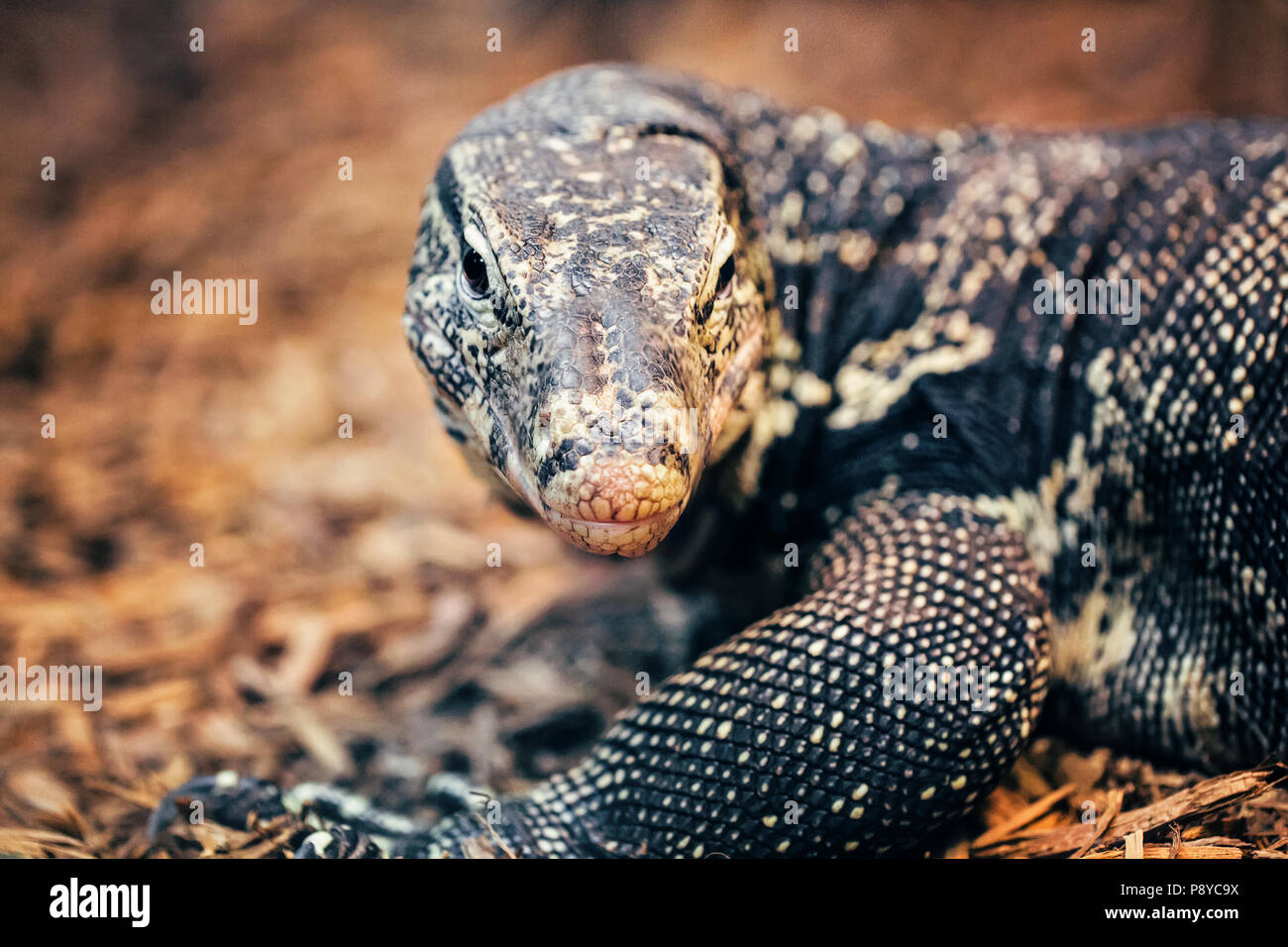 Closeup portrait of large lizard iguana in zoo, arboreal species of