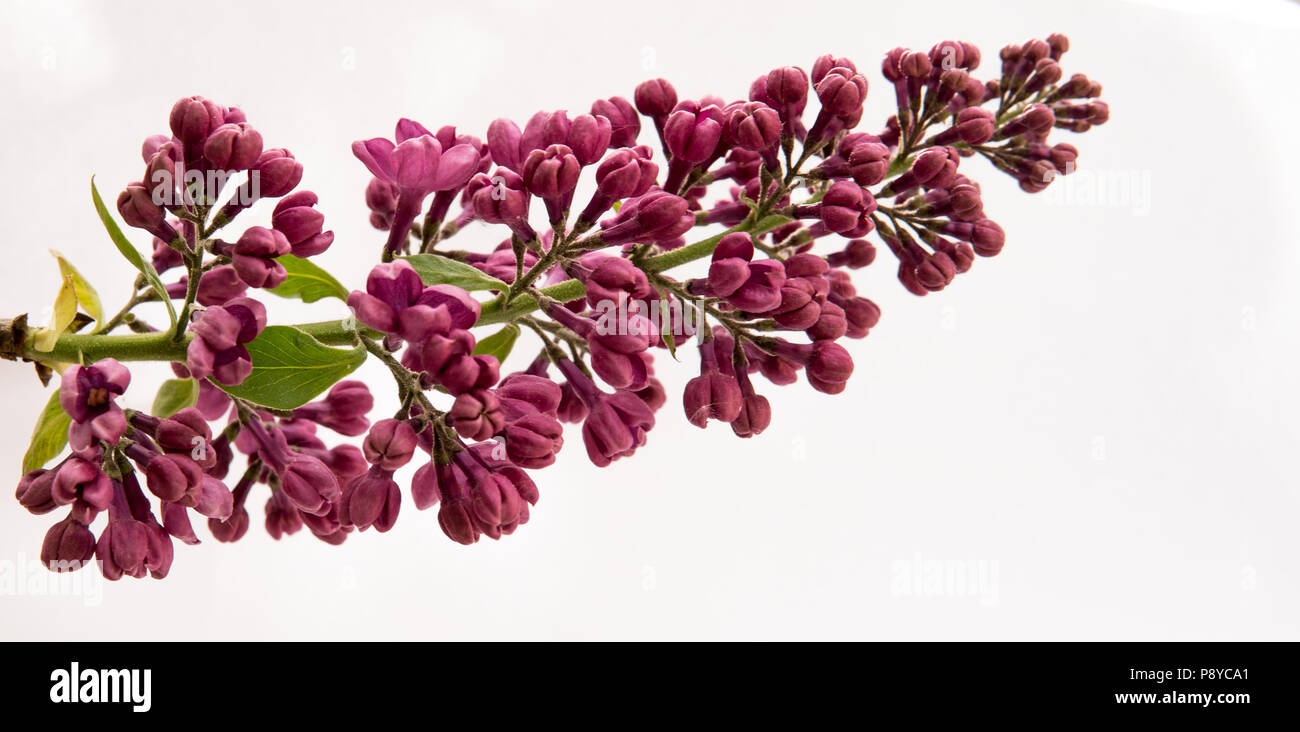 purple elderberry flowers isolated over white background Stock Photo