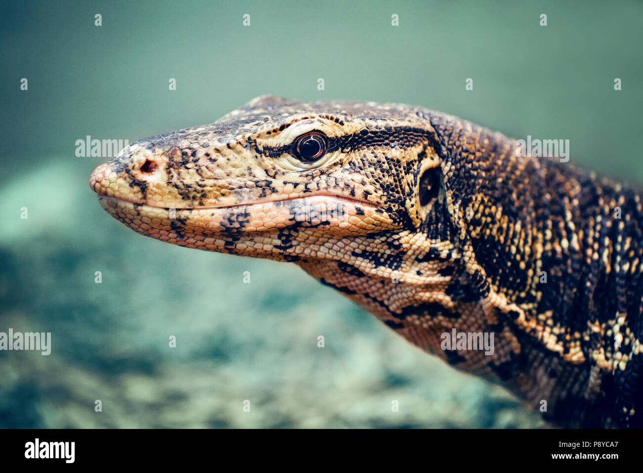 Closeup portrait of large lizard iguana in zoo, arboreal species of
