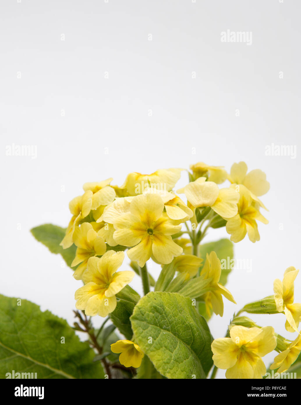Close up white yellow flowers hi-res stock photography and images - Alamy