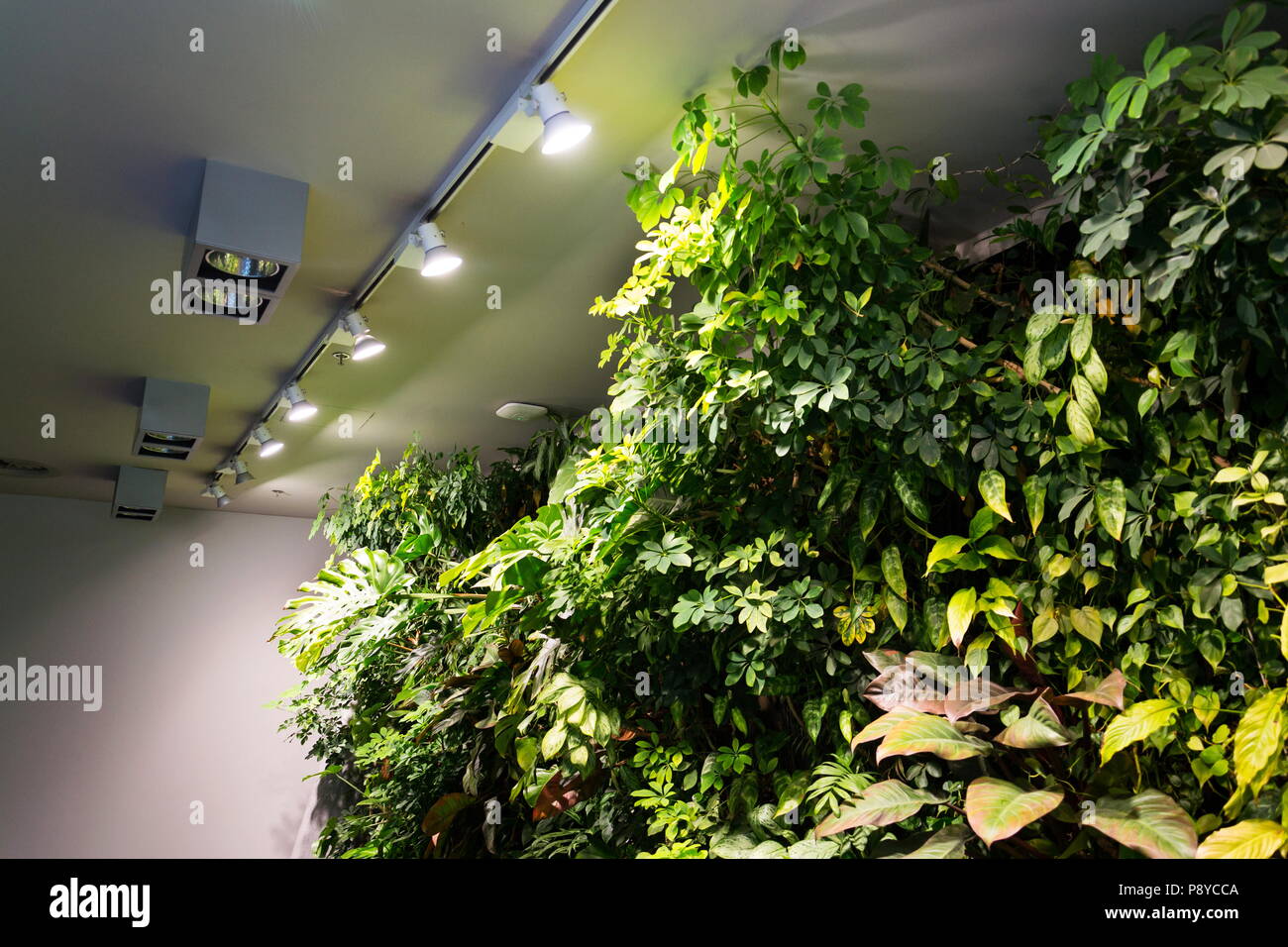 Living green wall with flowers and plants, vertical garden indoors Stock Photo Alamy