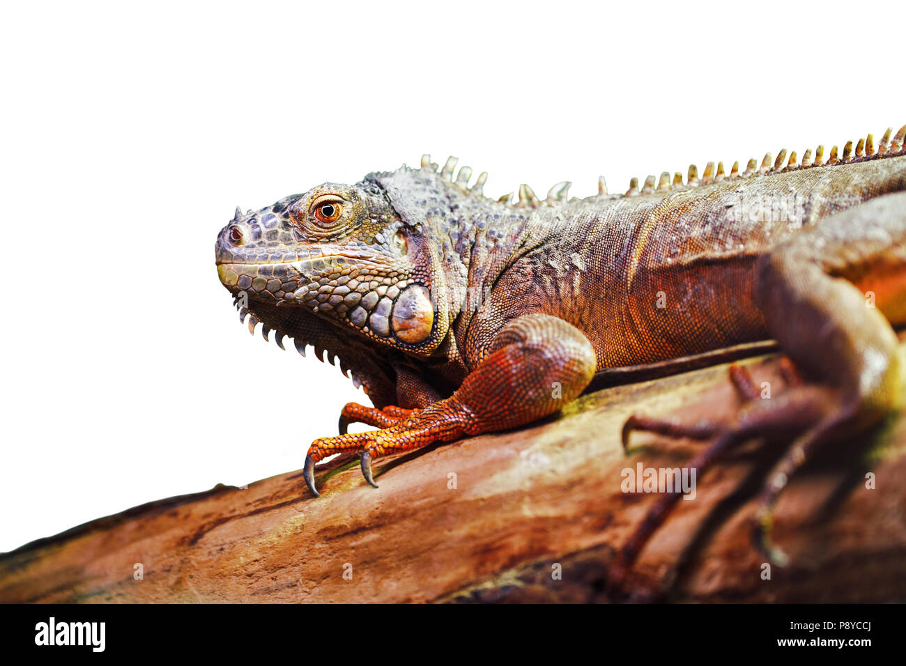 Closeup portrait of green American common iguana on a tree in zoo, arboreal species of lizard