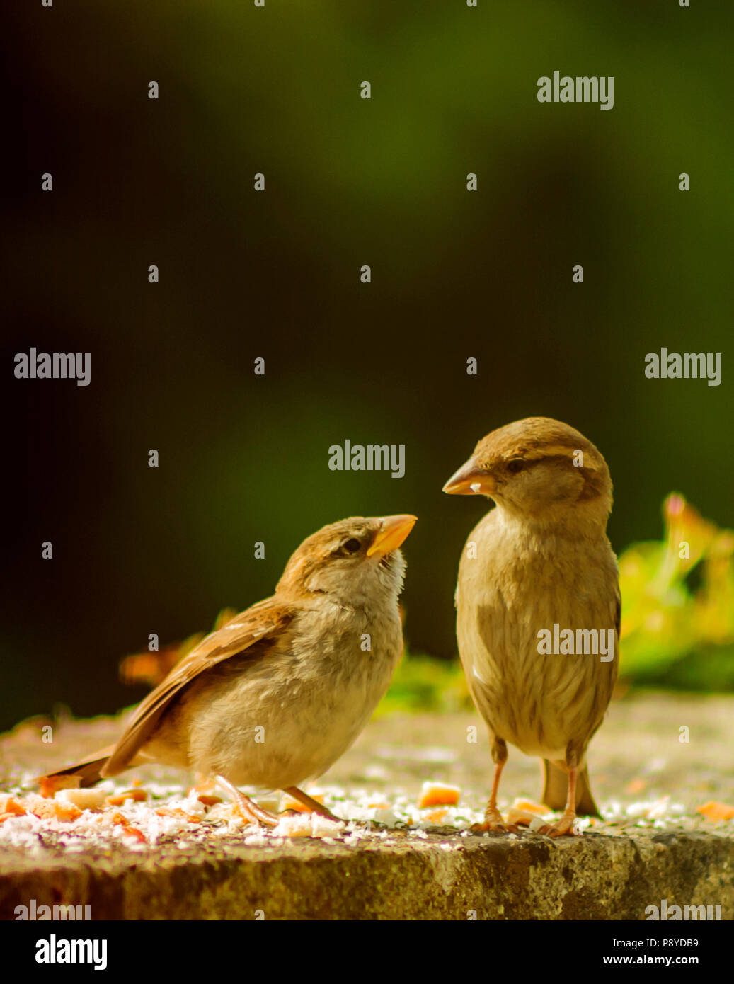 Two Sparrows On The Brick Wall Feeding Time Stock Photo Alamy Two Sparrows On The Brick Wall Feeding Time Stock Photo Alamy
