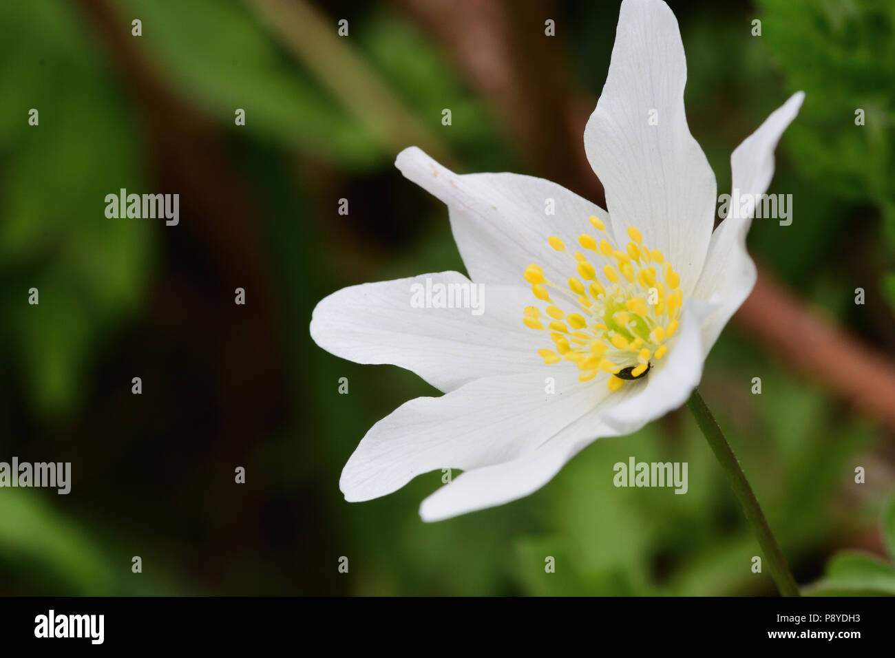 Close up of a wood anemone flower in bloom Stock Photo