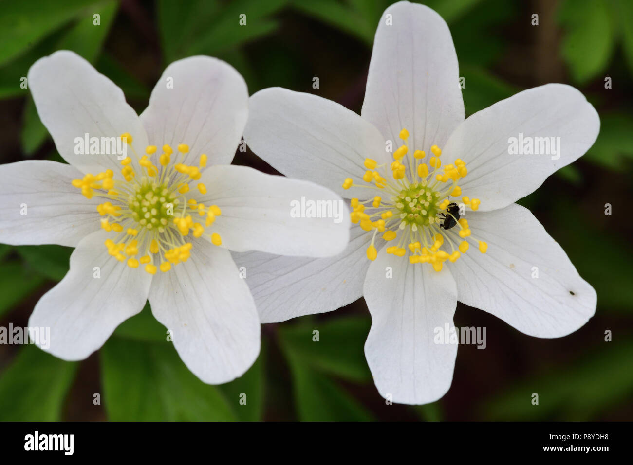 Wood anemones in bloom Stock Photo