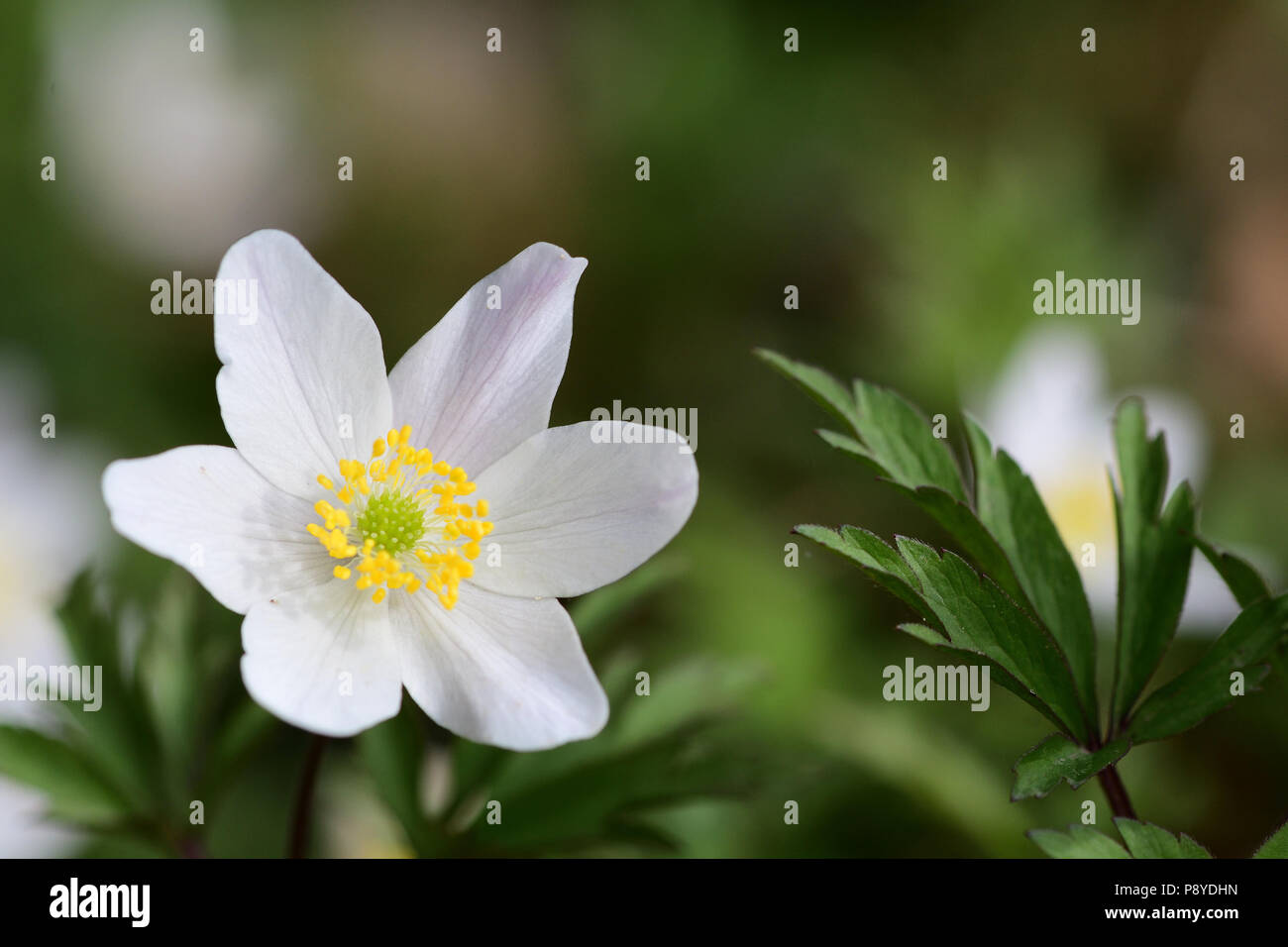 Wood anemones in bloom Stock Photo Alamy
