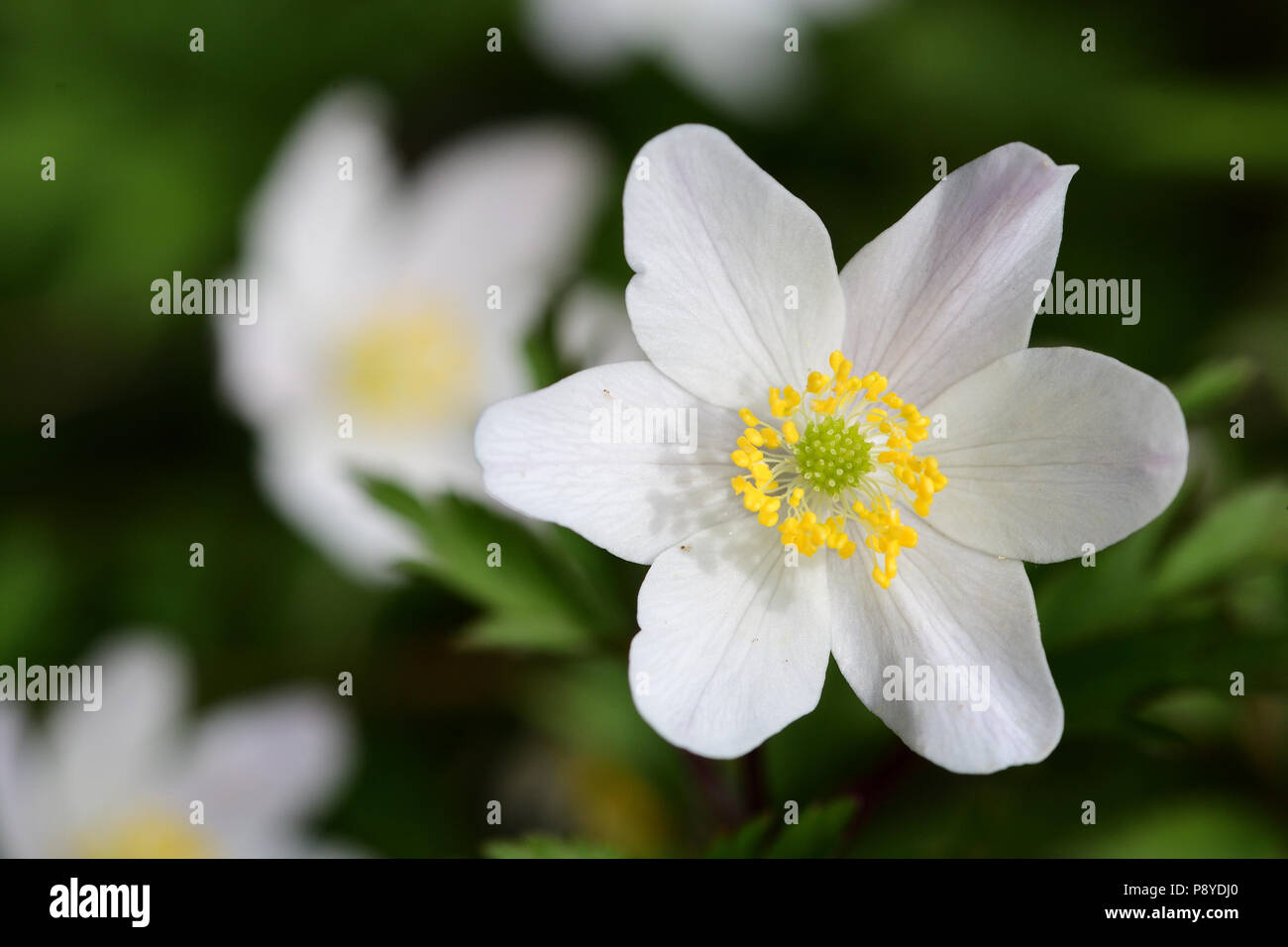 Wood anemones in bloom Stock Photo