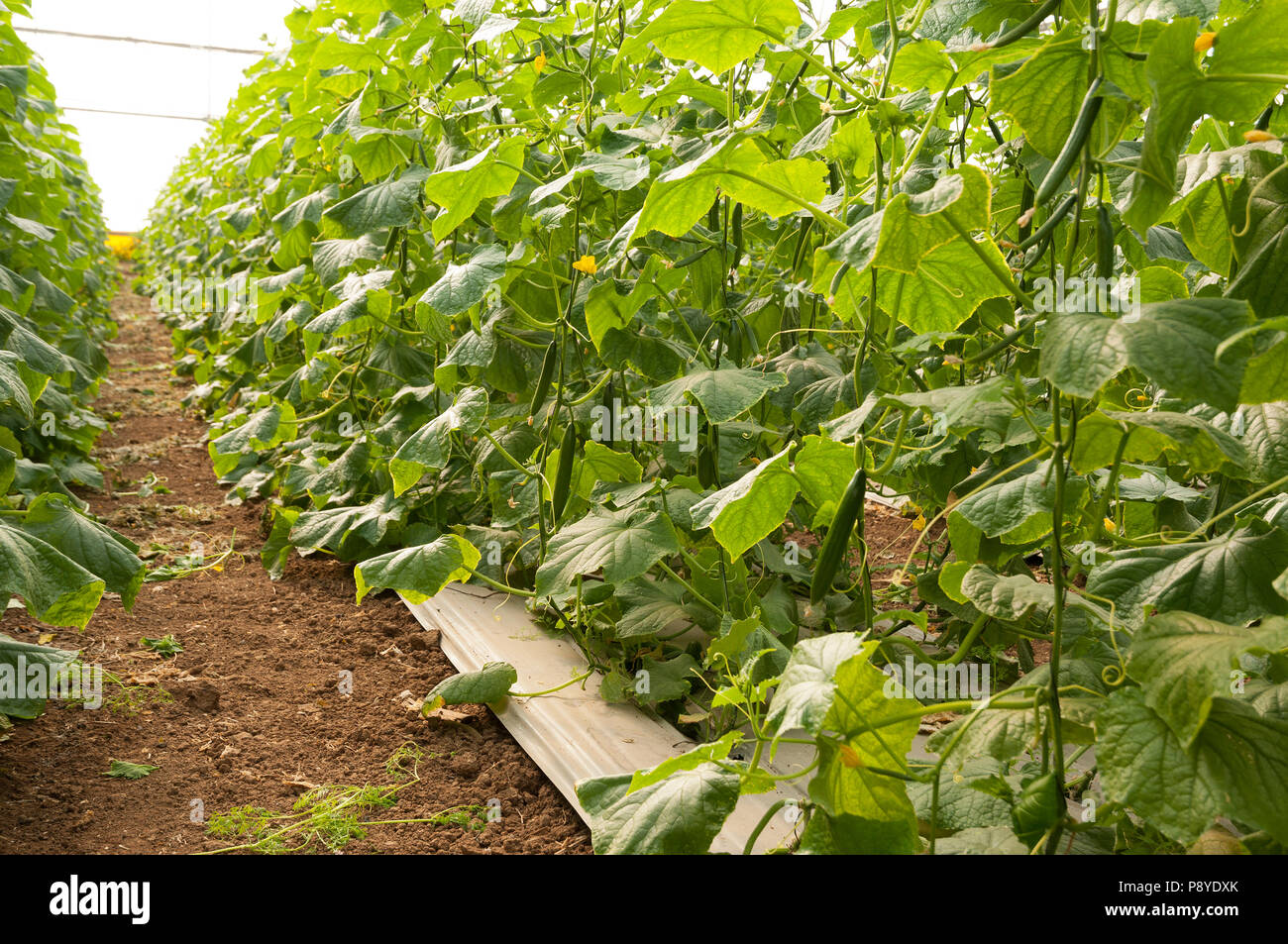Organic cucumber growing in a greenhouse Stock Photo Alamy