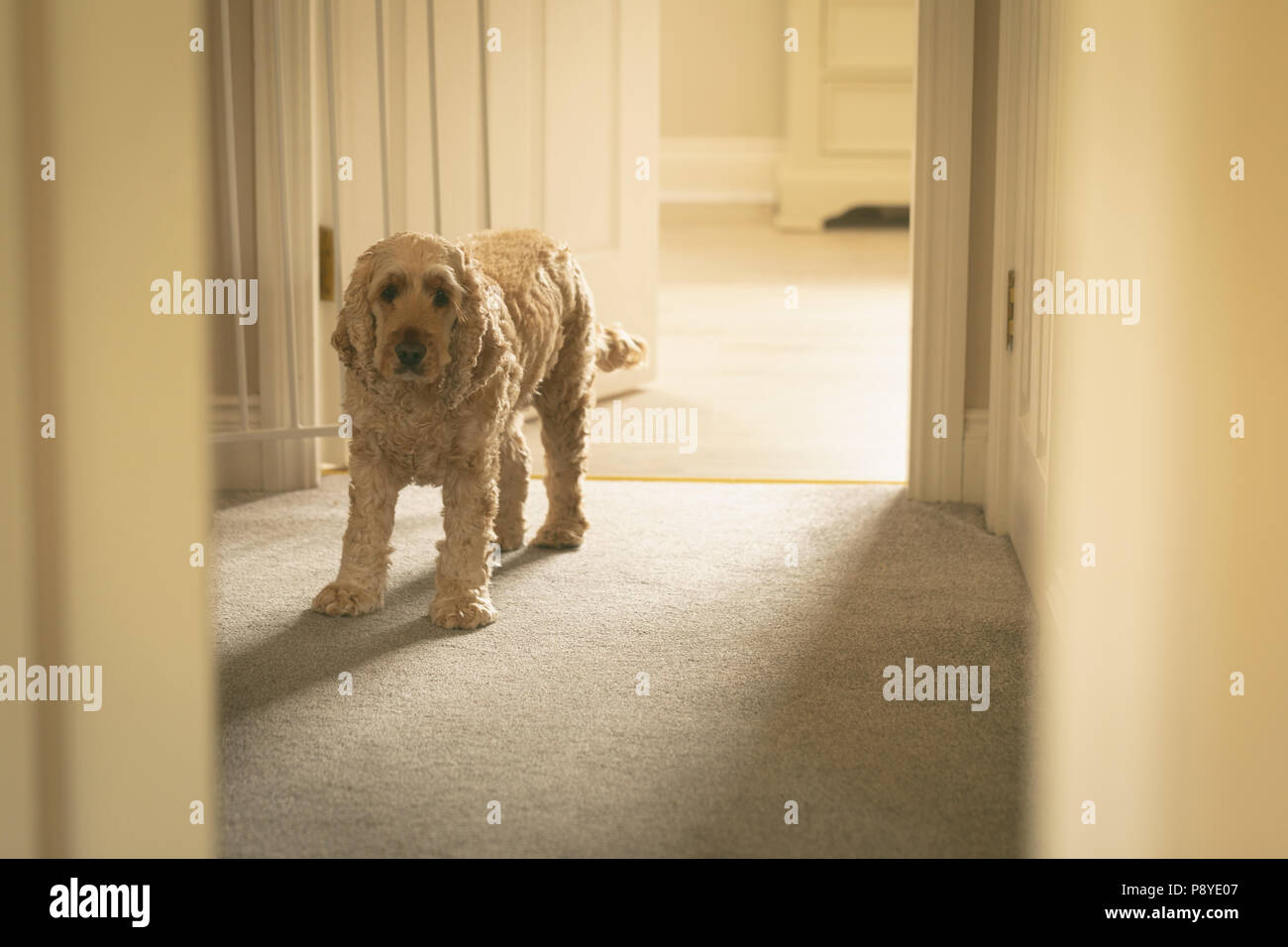 Dog standing near the door Stock Photo