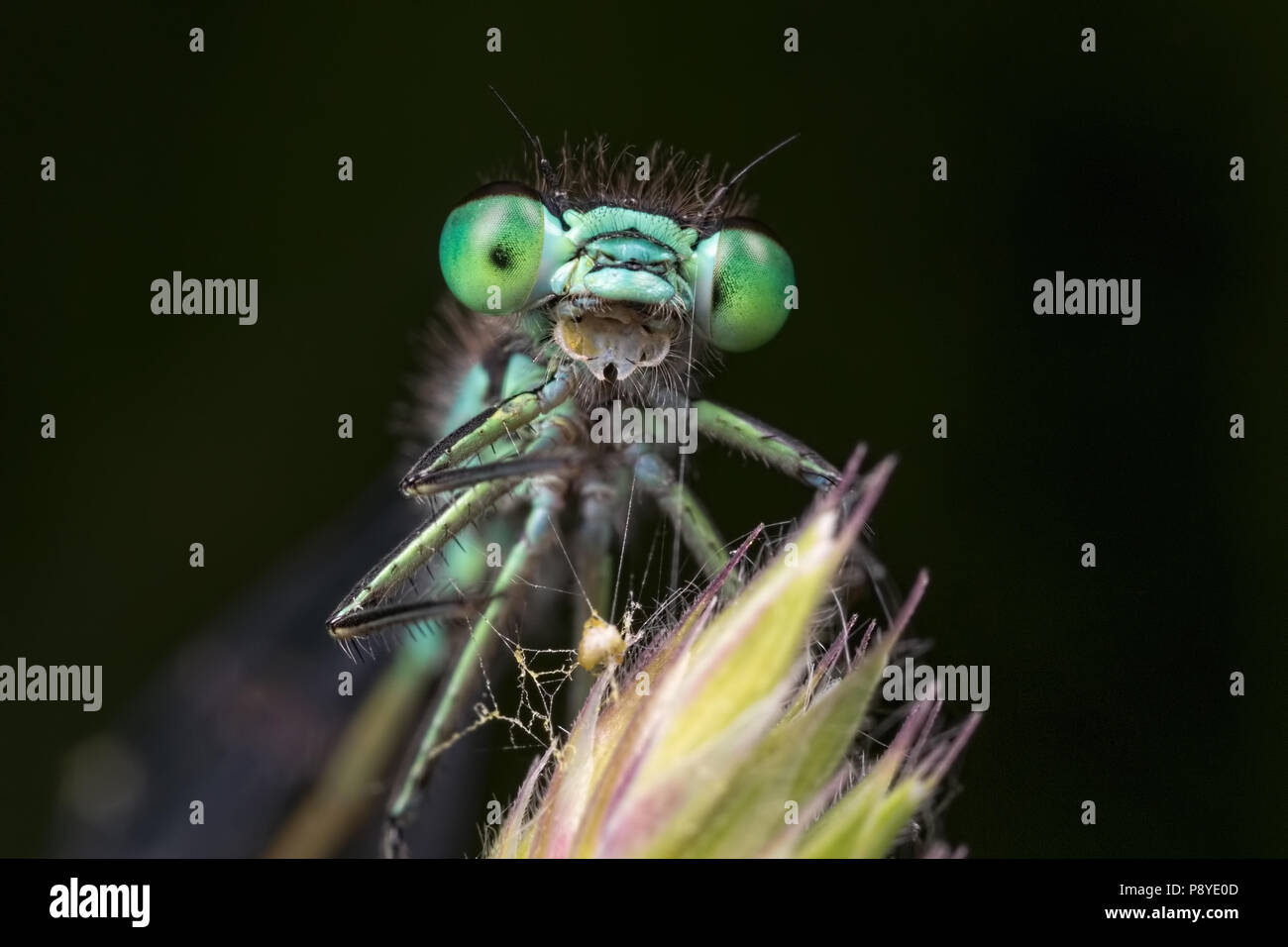 Blue-tailed Damselfly Eyes and Mouth Open Stock Photo