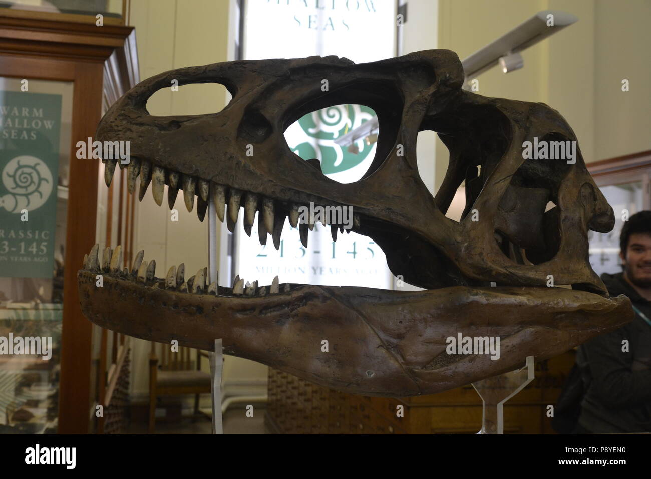 Dinosaur skull at The Sedgwick Museum, Cambridge, England, UK. Fossil museum. Stock Photo