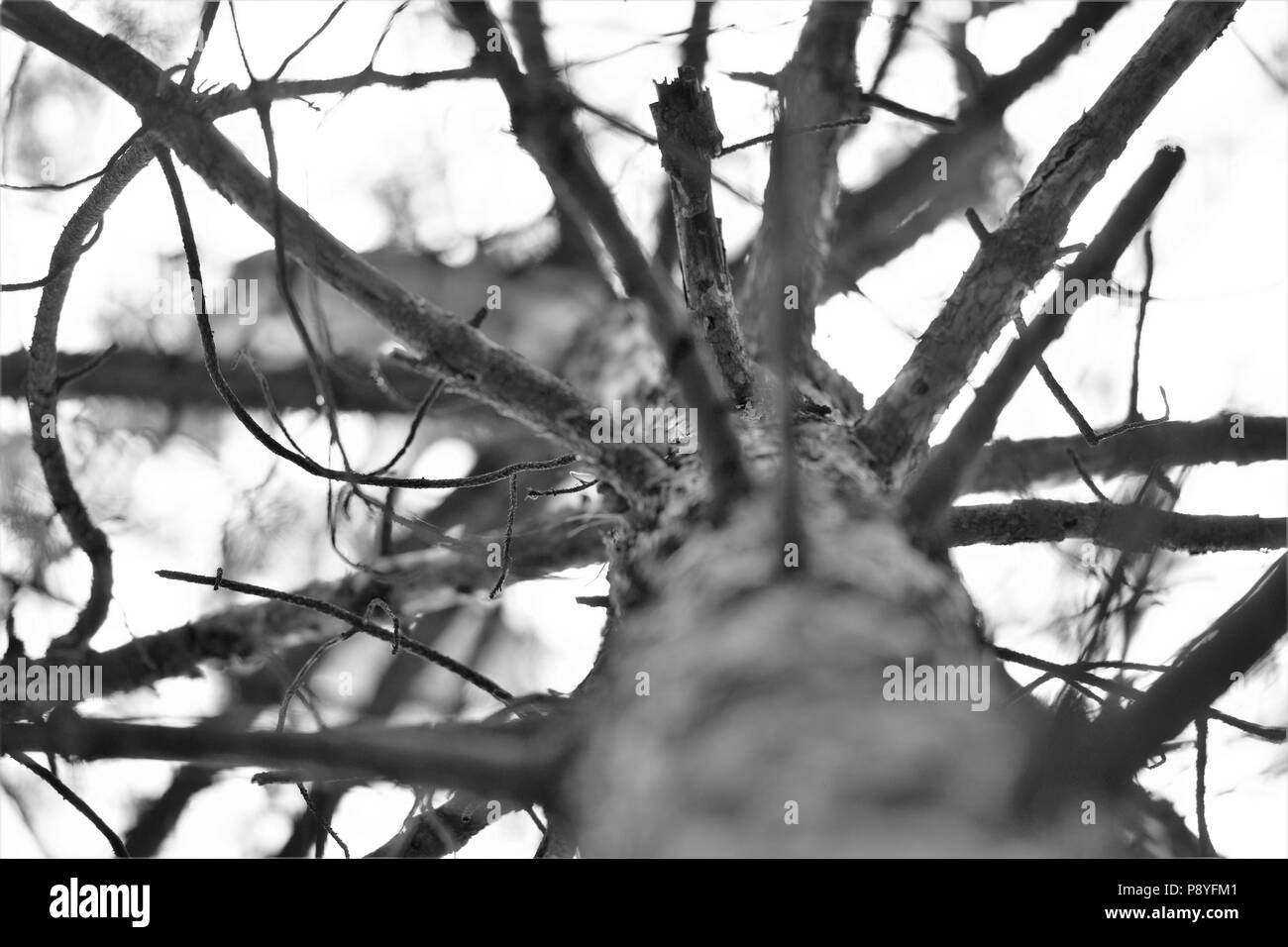 trunk and bare branches of a dry pine tree view from below Stock Photo