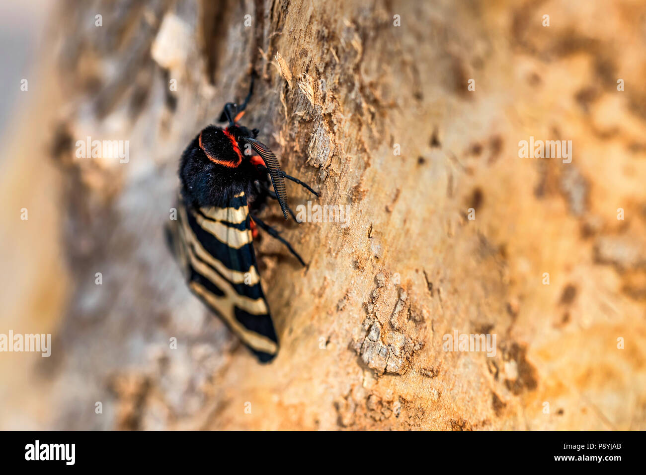 Hebe Tiger Moth or Arctia festiva close Stock Photo