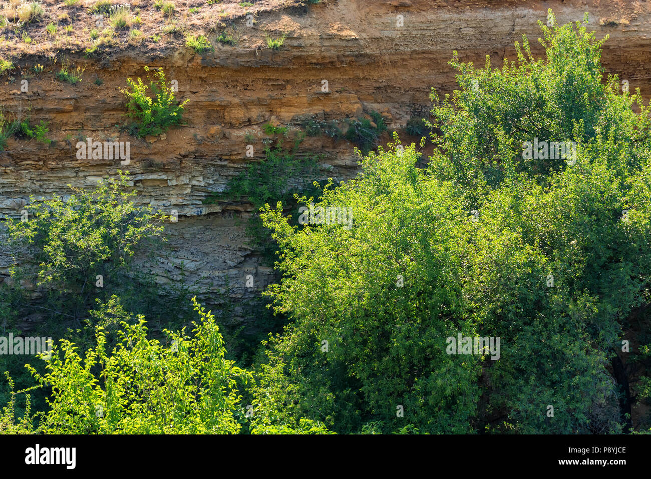 Green bushes on hill, rural summer nature Stock Photo