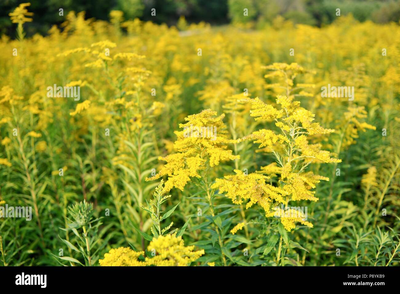 Prolific flowering plant hires stock photography and images Alamy