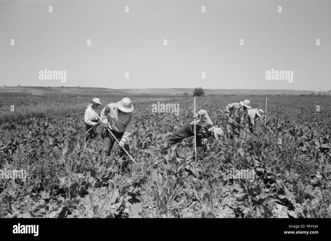 Japanese-American Farm Workers Working in Sugar Beet Field, Farm Security Administration (FSA) Mobile Camp, Nyssa, Oregon, USA, Russell Lee, Farm Security Administration, July 1942 Stock Photo