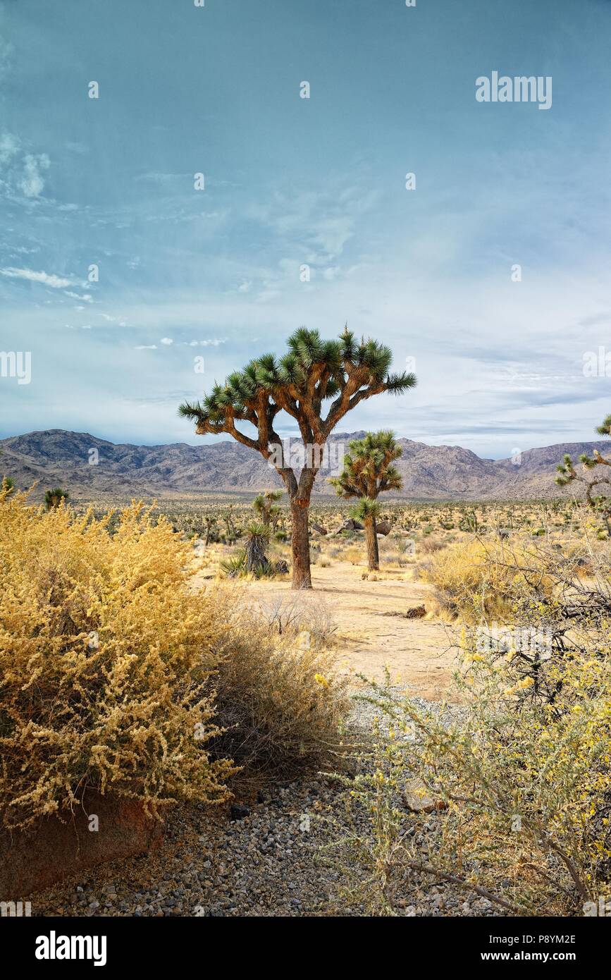 Joshua Trees in California Desert Stock Photo Alamy