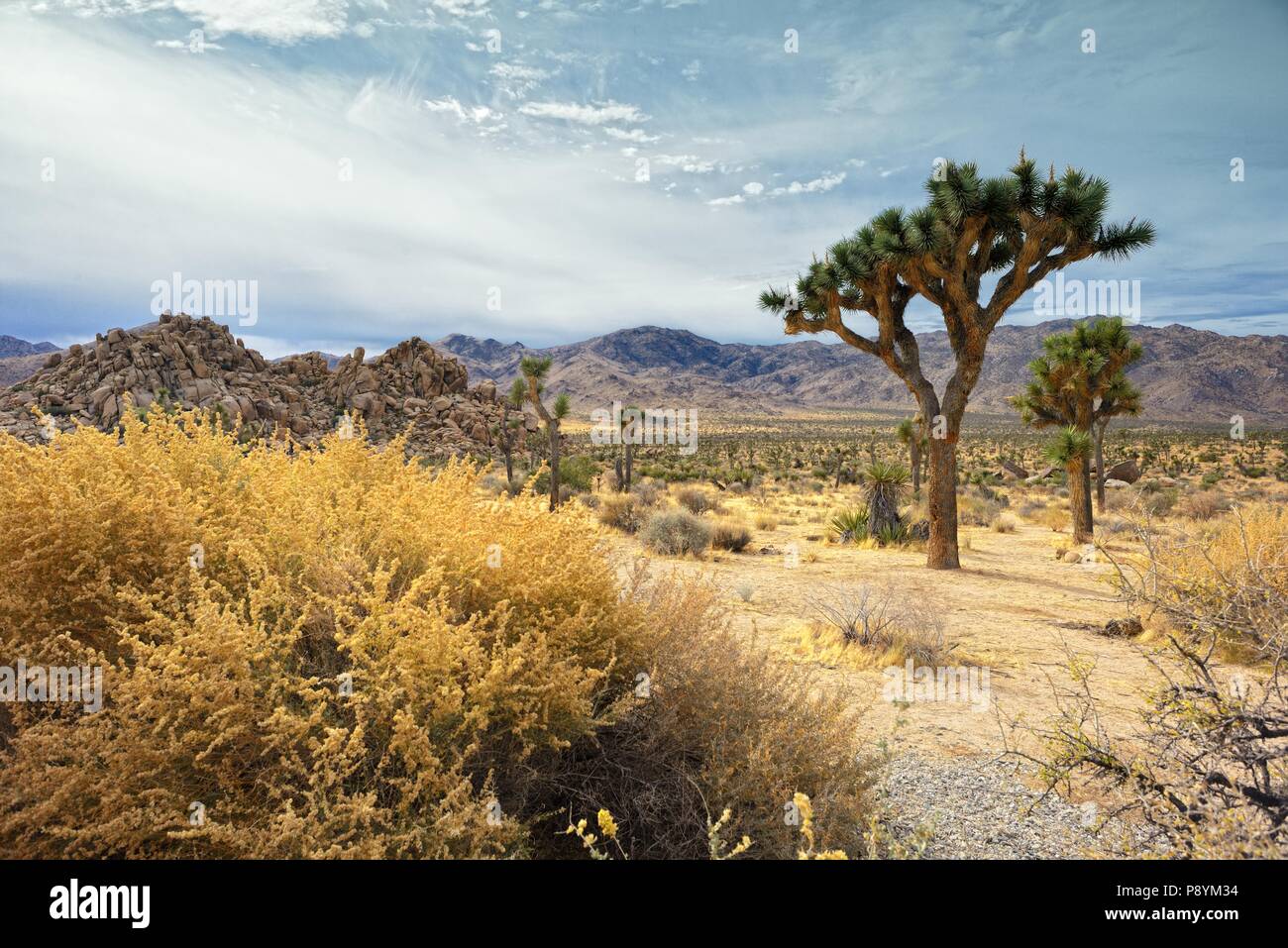 Joshua Trees in California Desert Stock Photo Alamy