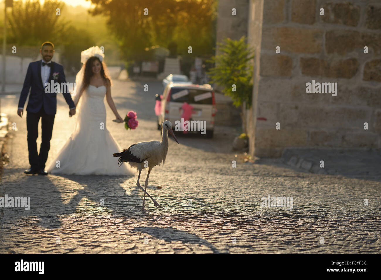 Wedding bride and groom stork bridegroom funny wedding photo  love marriage marrying couple Stock Photo