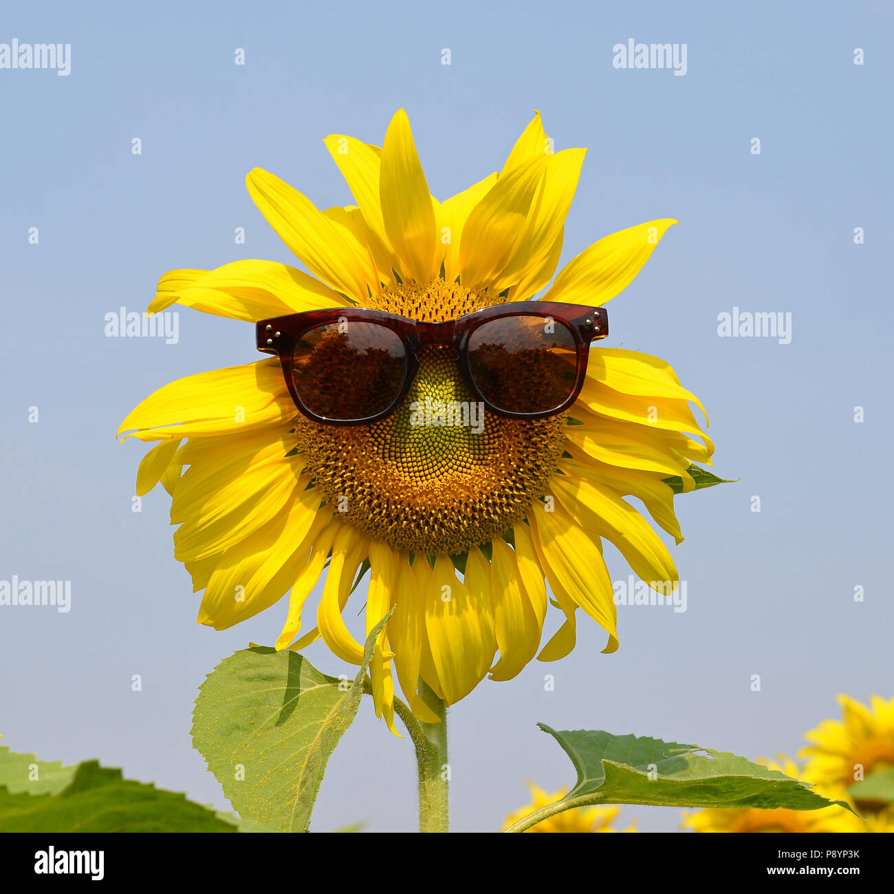 Sunflower wearing sunglasses Stock Photo