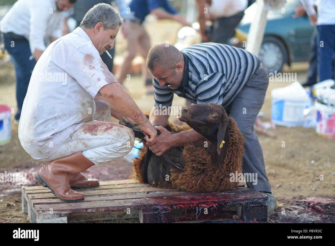 Muslim man slaughtering sheep, for the Eid-al Adha sacrifiyng feast, Feast of sacrifice Stock Photo