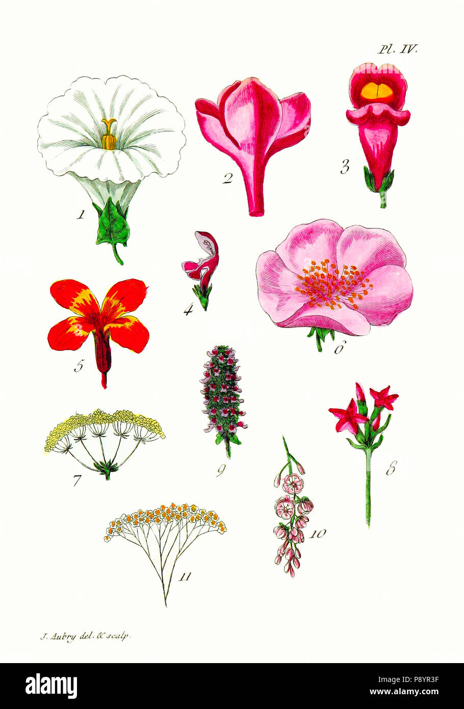 Restored 1788 Flower Illustration Stock Photo