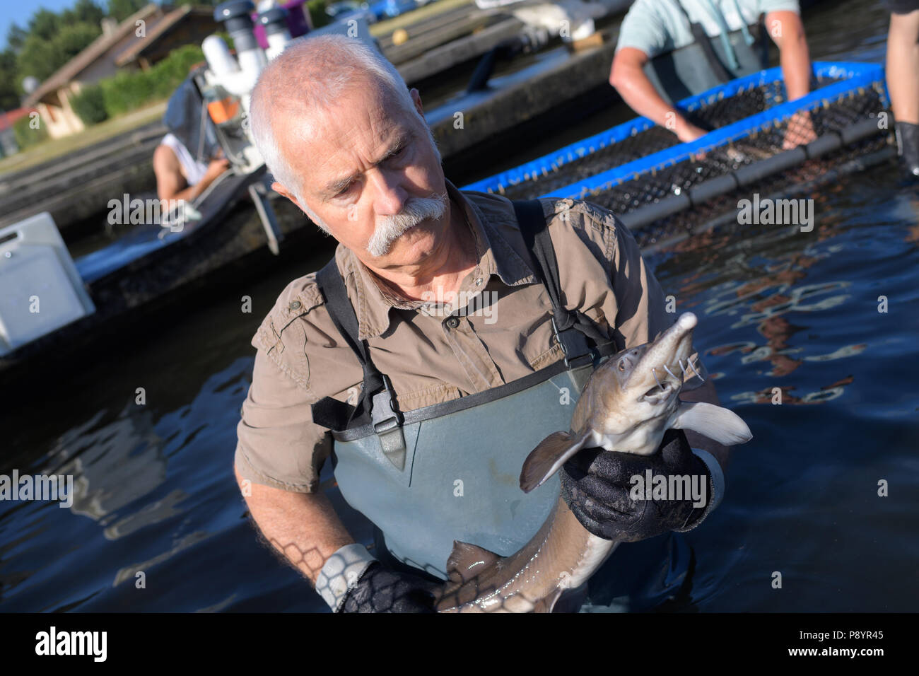 Huge cod fish hi-res stock photography and images - Alamy