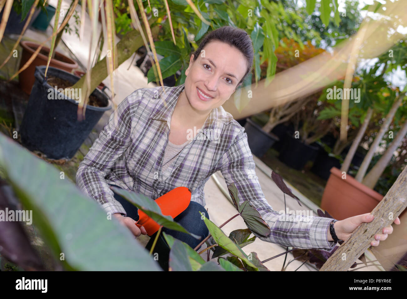 female gardener smiling while inspecting leaves at greenhouse Stock ...