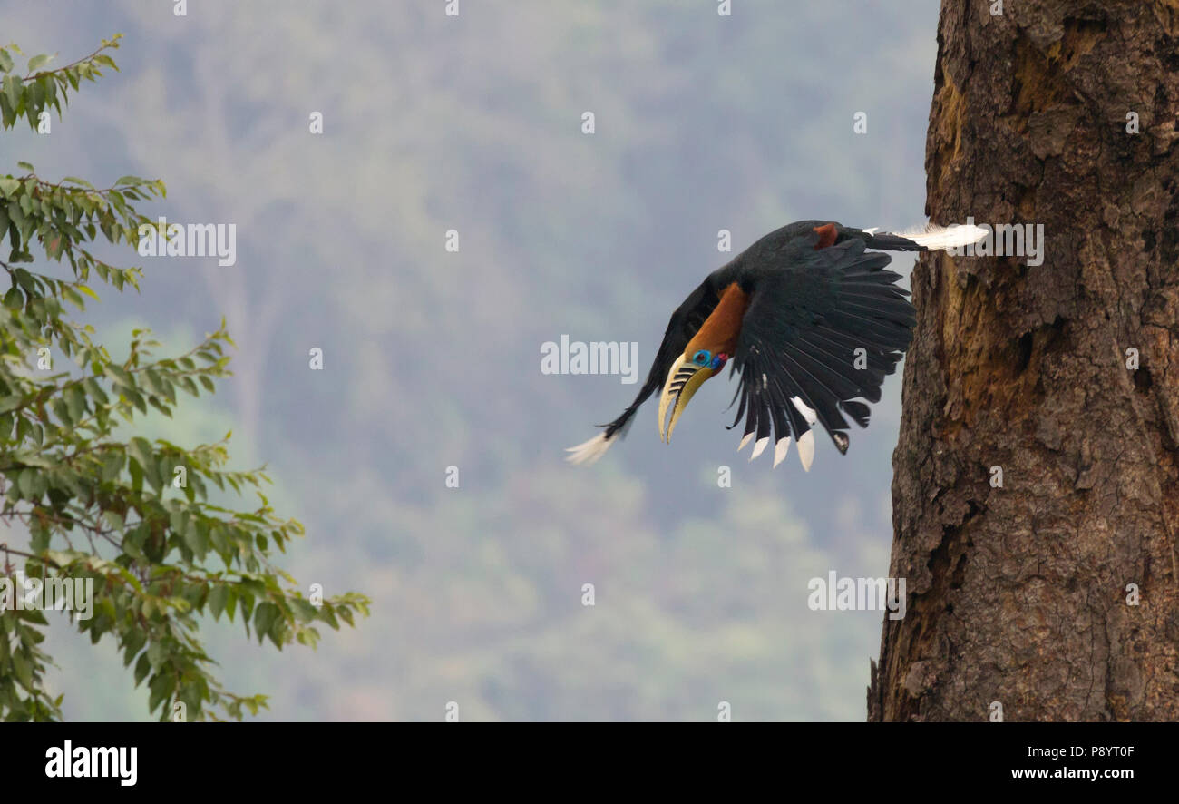 Rufous-necked hornbill  or Aceros nipalensis in eastern Himalya West Bengal India Stock Photo