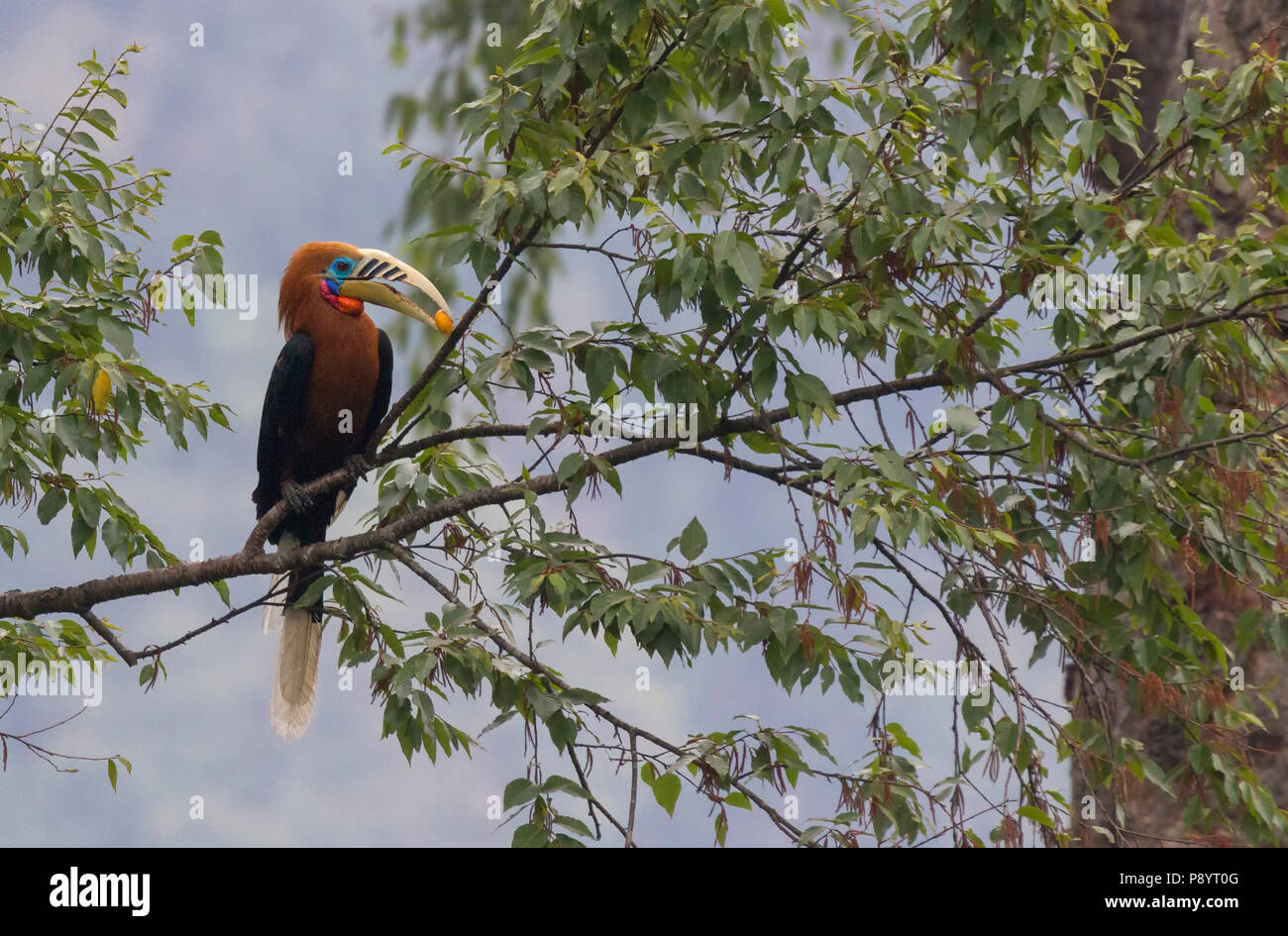 Rufous-necked hornbill  or Aceros nipalensis in eastern Himalya West Bengal India Stock Photo
