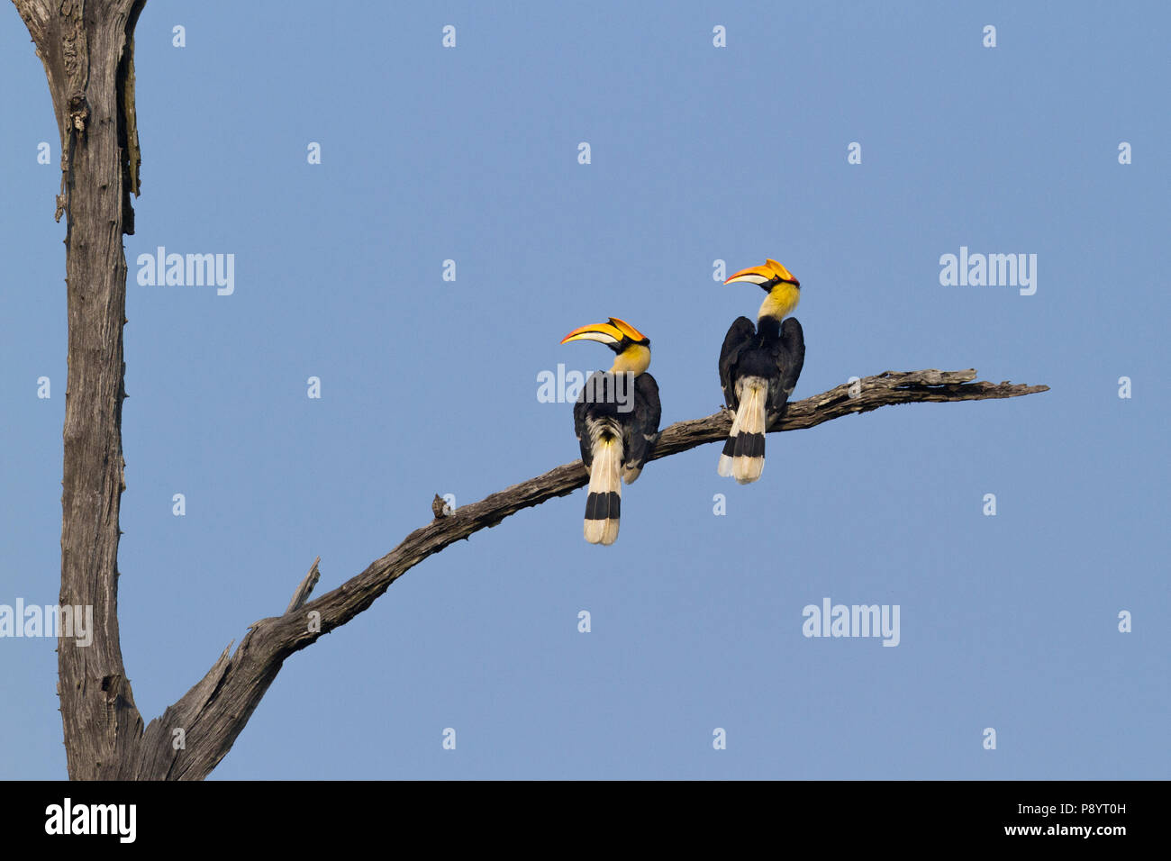 Great Indian Hornbill or Buceros bicornis at Kaziranga National Park, Assam. Stock Photo