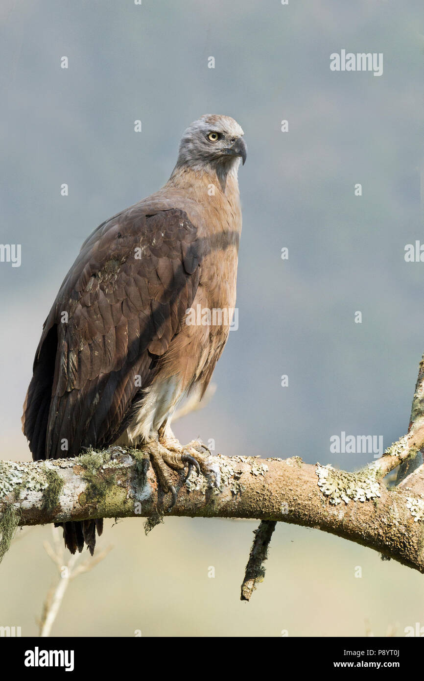 Grey-headed fish eagle or Ichthyophaga ichthyaetus at Kaziranga National Park Assam India Stock Photo