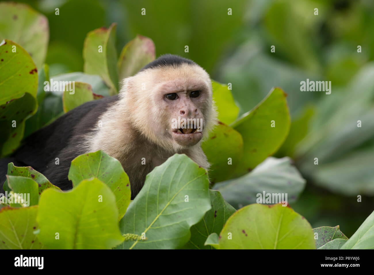 White-faced capuchin monkey, Costa Rica Stock Photo