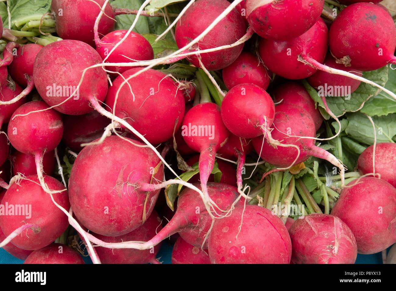 A bunch of organically grown red radishes for sale at the Taos New Mexico farmers market Stock Photo