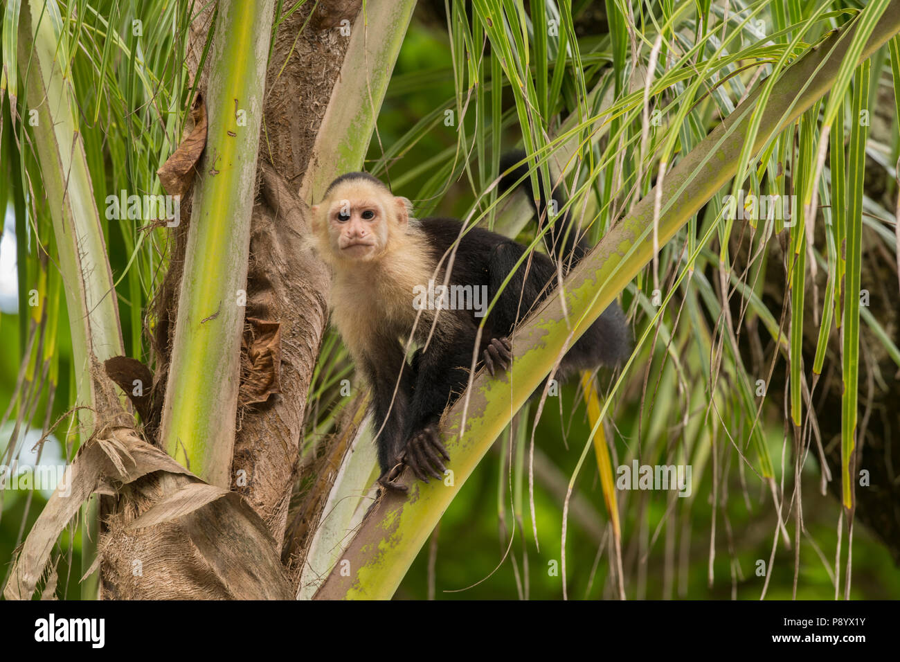 White-faced capuchin monkey, Costa Rica Stock Photo