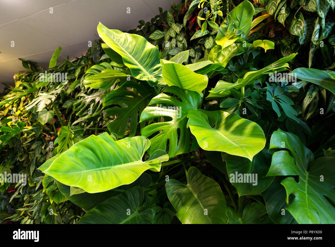 Living green wall with flowers and plants, vertical garden indoors Stock Photo Alamy
