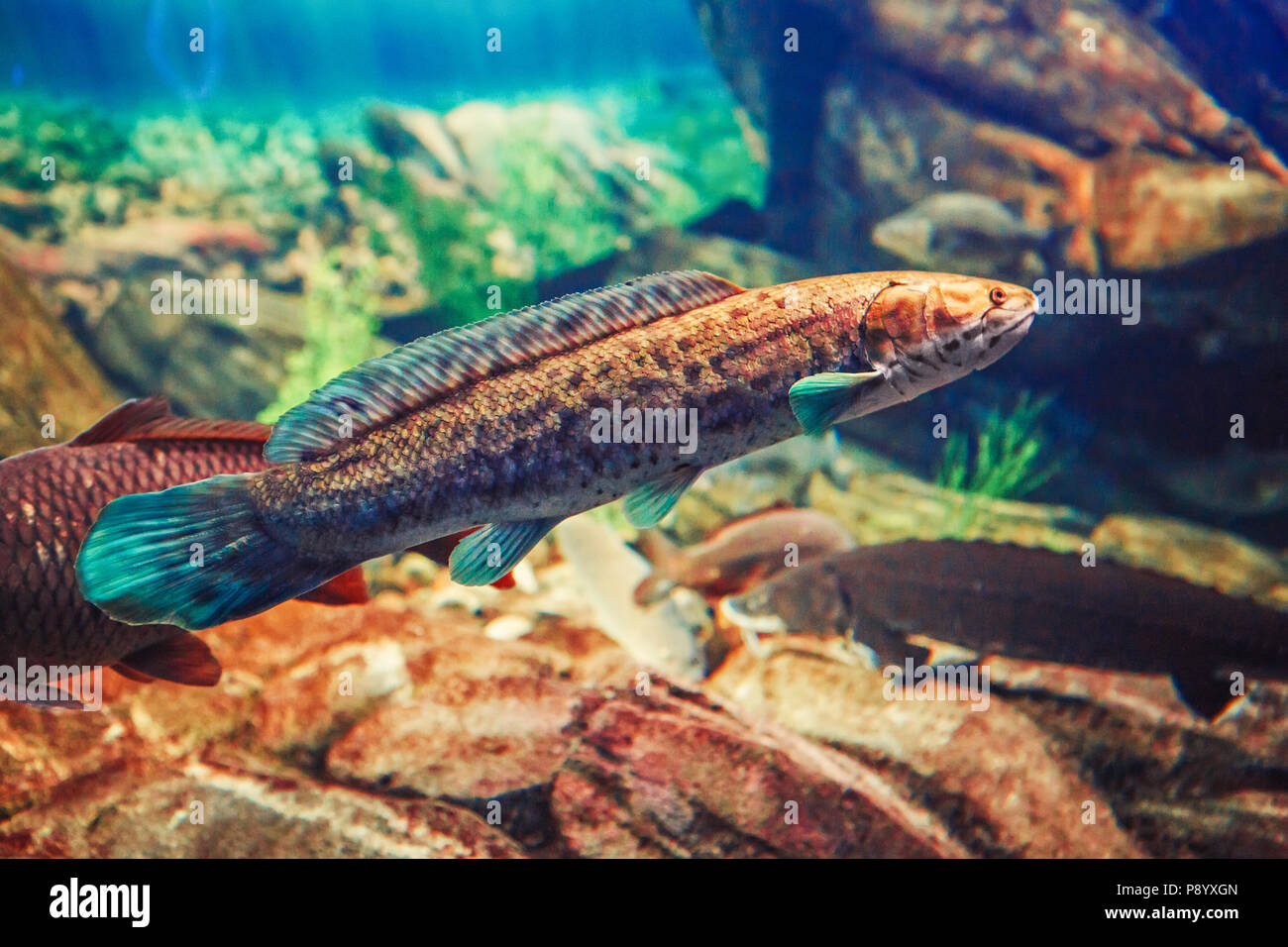 One Red Yellow Large Fish In Blue Water Colorful Underwater World