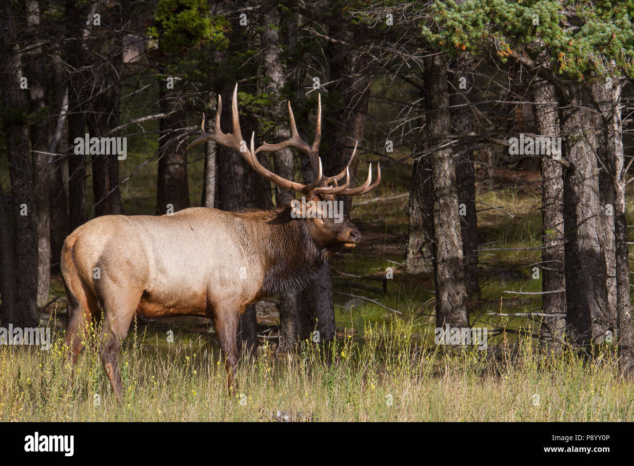 A rutting trophy bull elk, Cervus canadensis, next to dark timber Stock