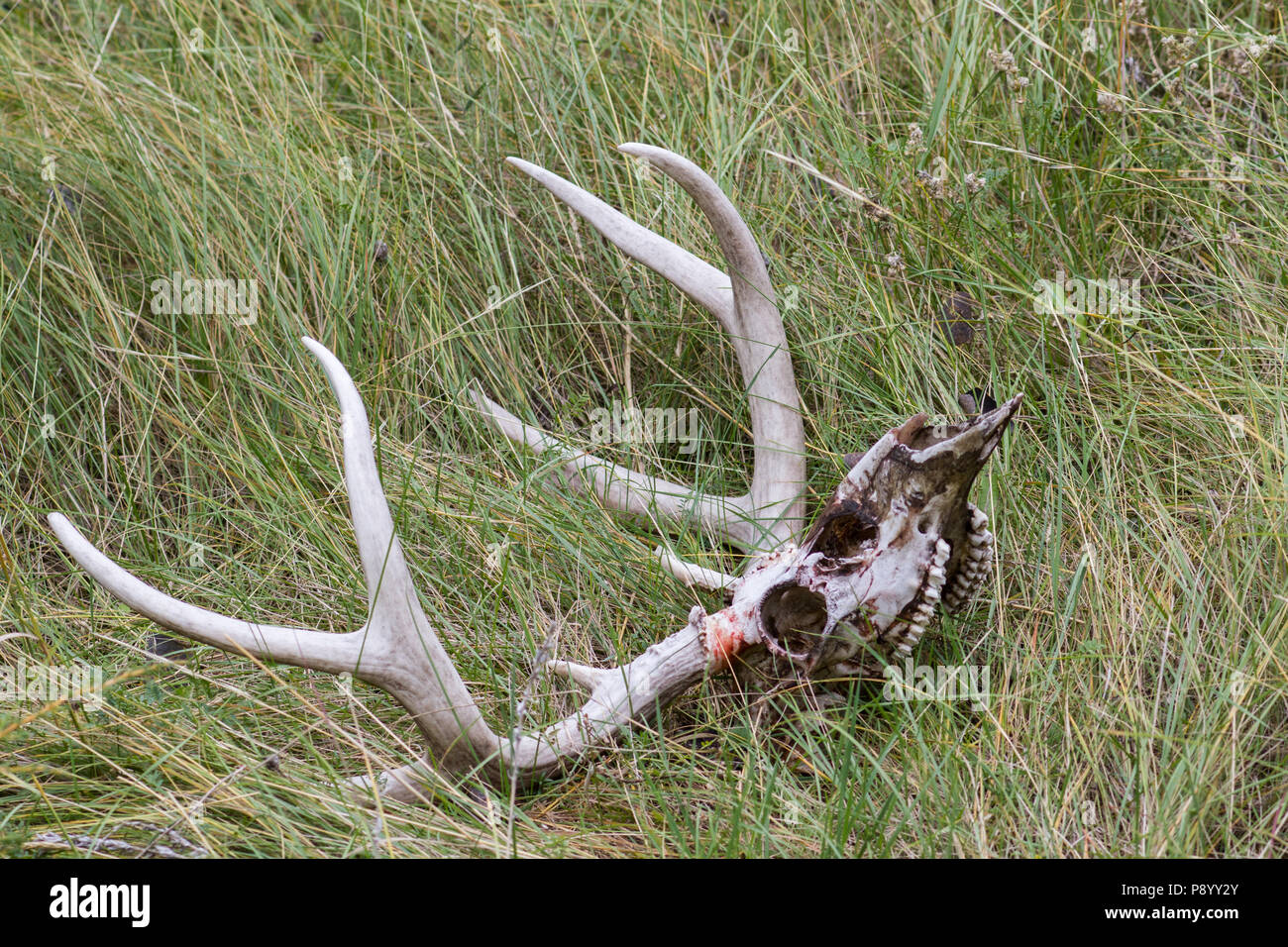 Mule deer, Odocoileus hemionus, skull and antlers; remains of a recent mountain lion kill. Stock Photo