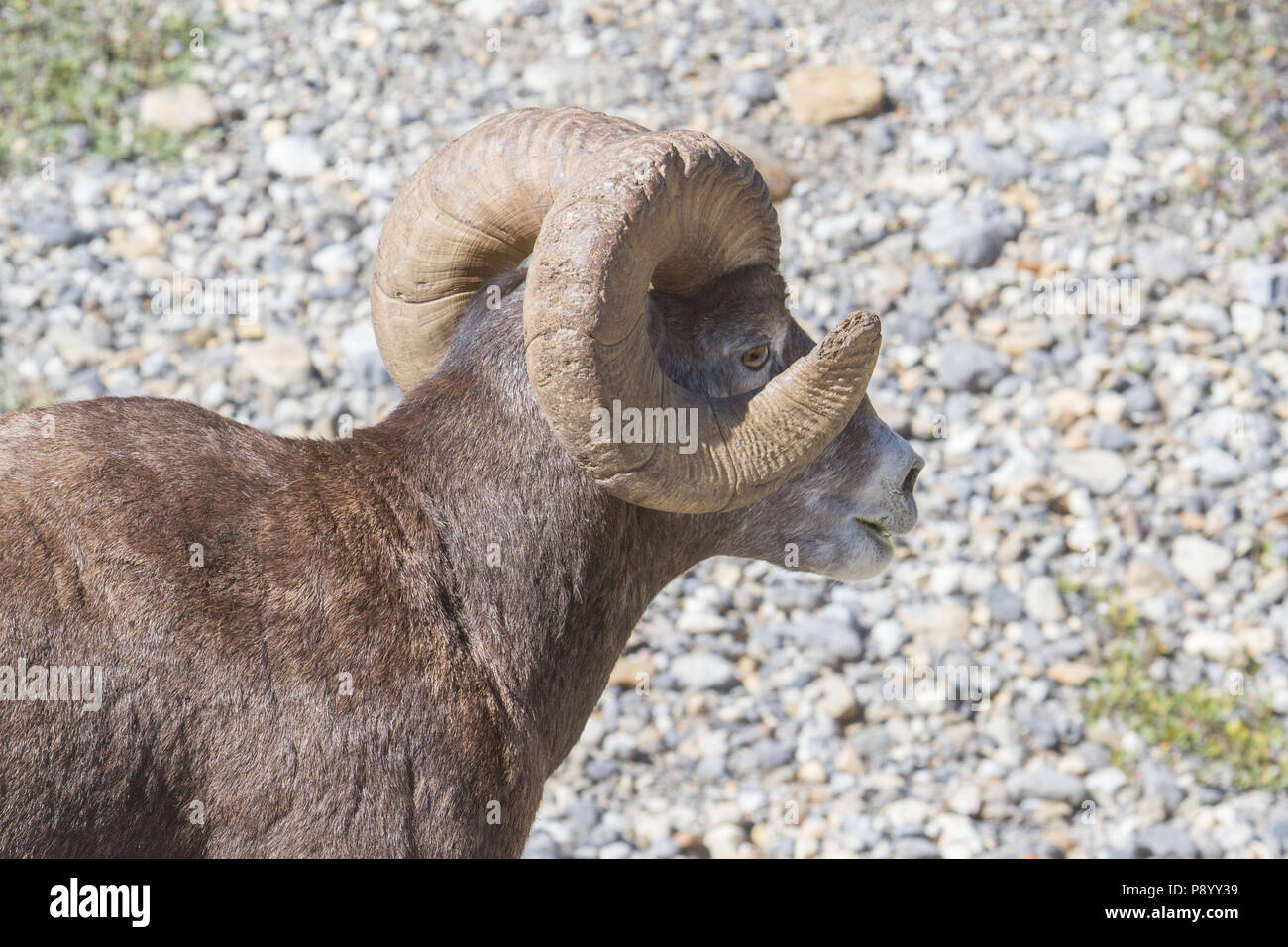 A full curl bighorn sheep, Ovis canadensis, ram peering through its