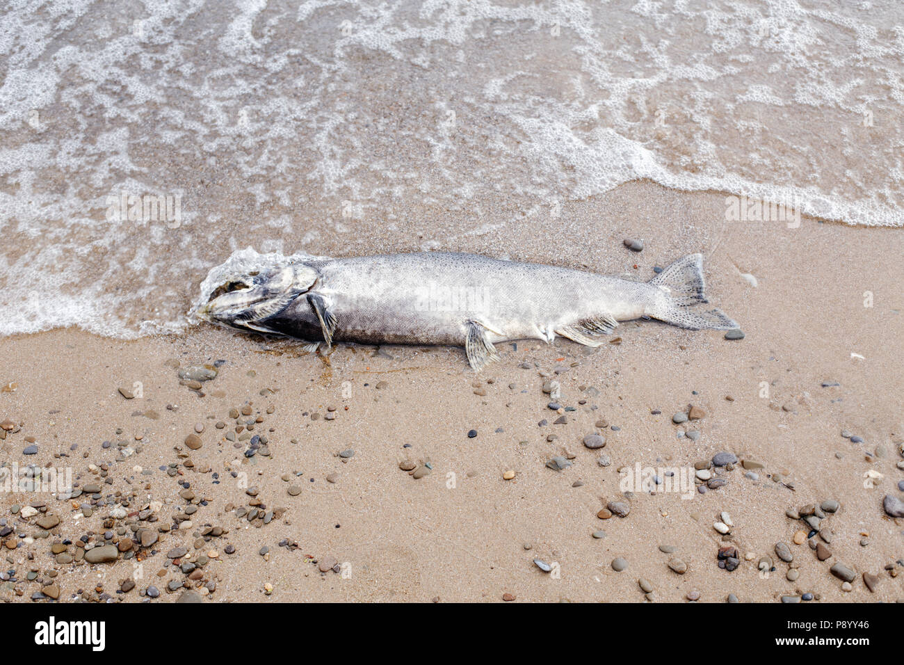 Dead big large salmon sturgeon fish lying on lake Ontario shore after ...