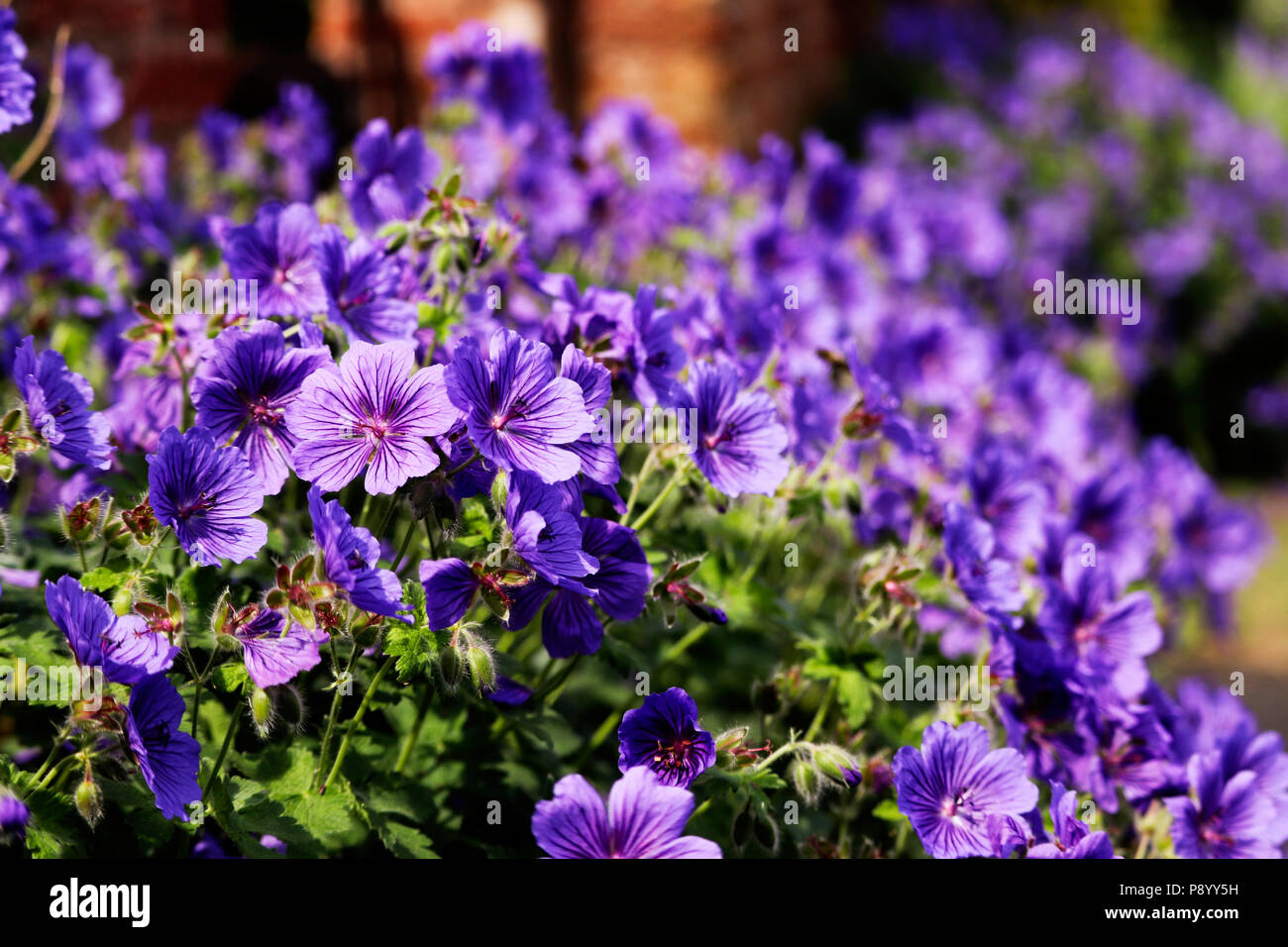 Flowers in Devon Stock Photo Alamy