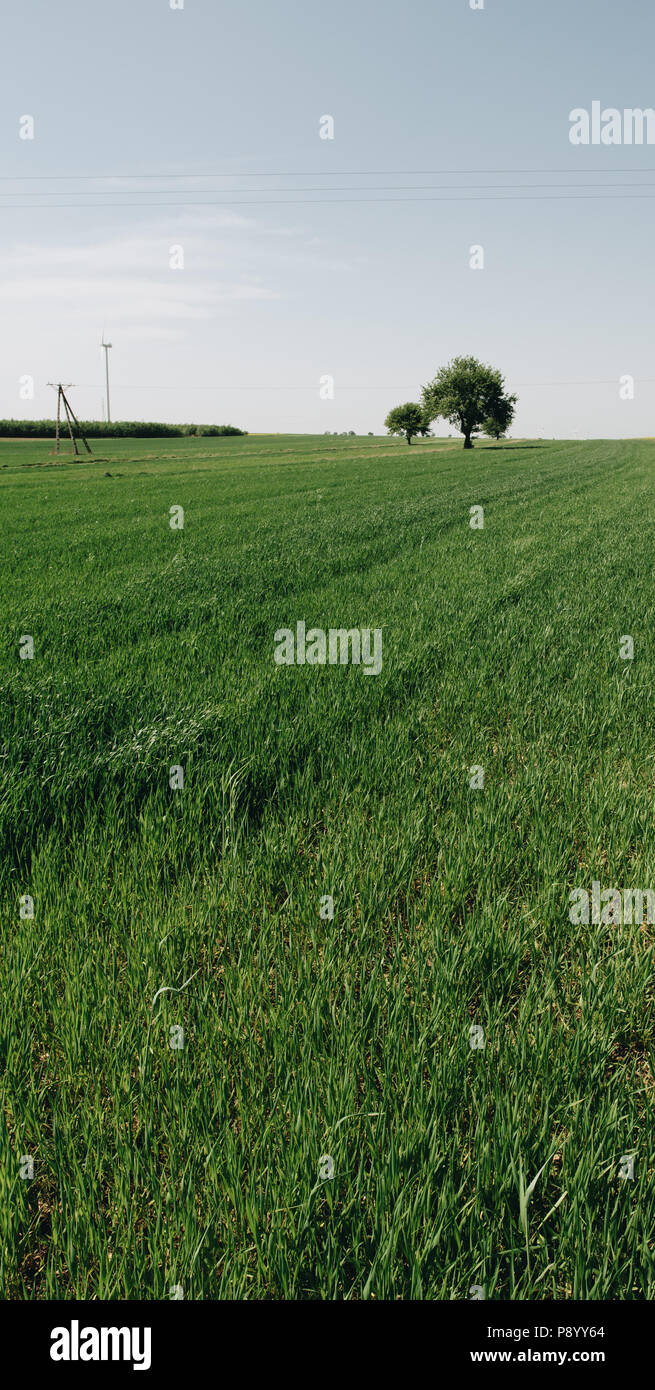 Wheat field single big tree hi-res stock photography and images - Alamy