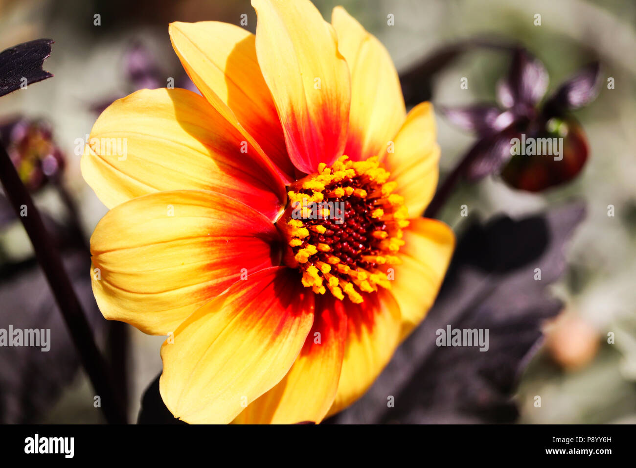 Flowers in Devon Stock Photo Alamy