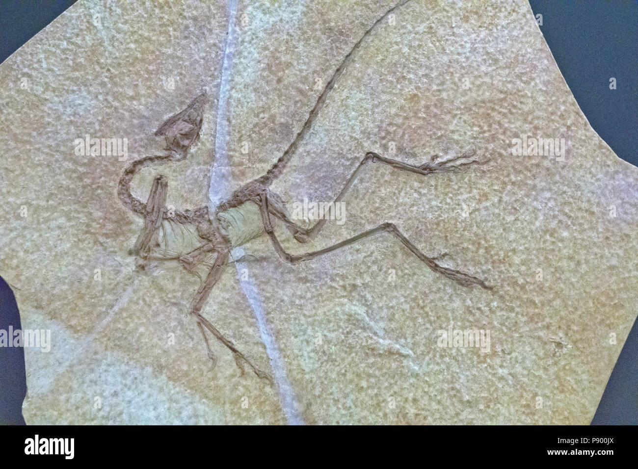 delicate fossil skeleton bird-like dinosaur Archaeopteryx late Jurassic  embedded in slab (cast) in glass case display Hall of Saurischian Dinosaurs Stock Photo