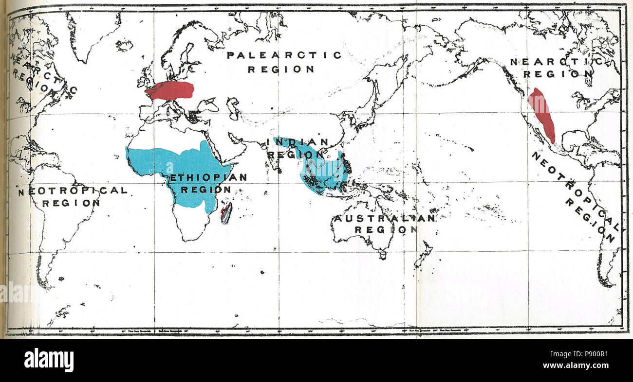 .   323 Handbook to the Primates Plate 42 Stock Photo