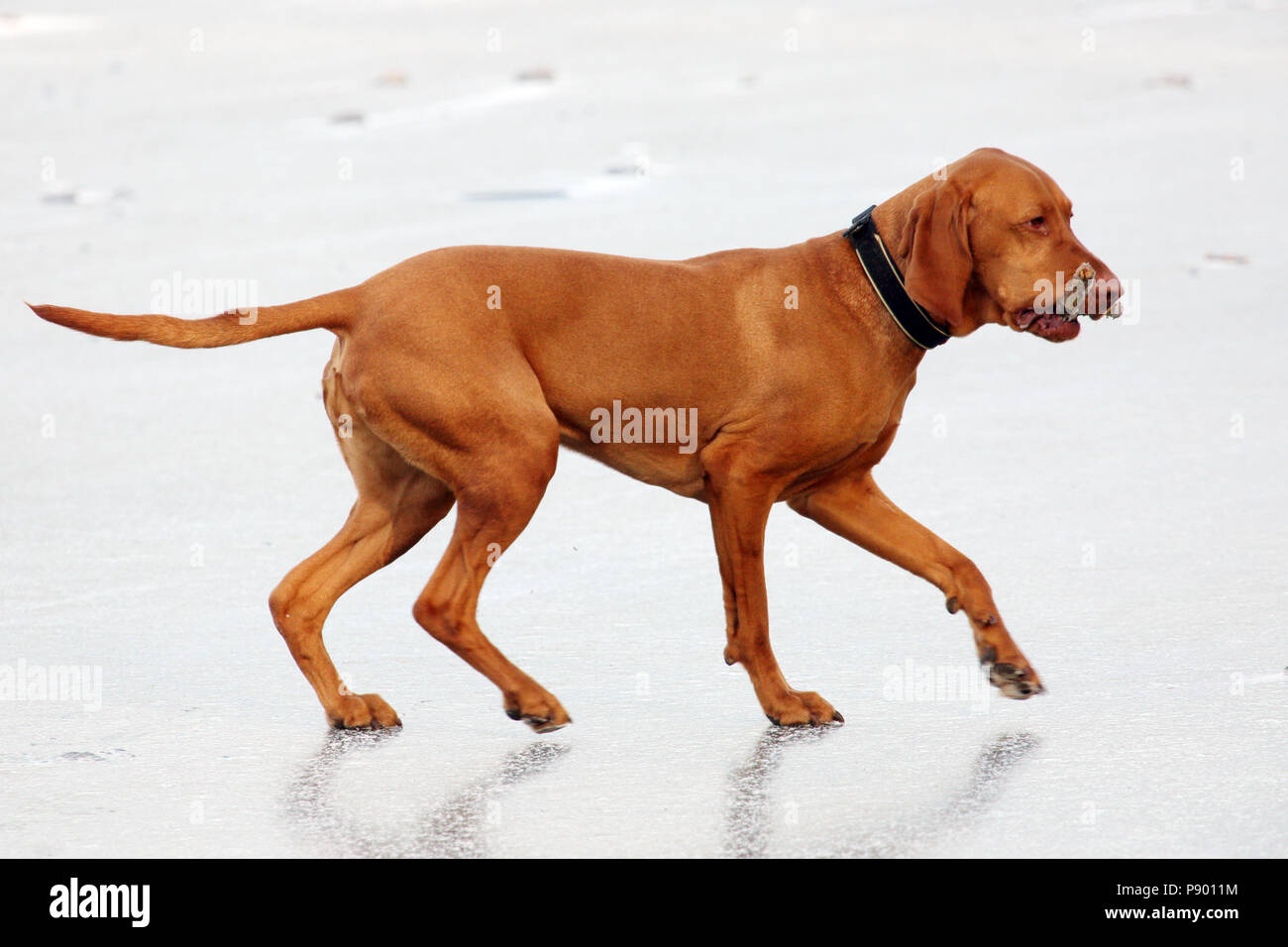 Berlin, Germany, Shorthaired Hungarian Pointer (Magyar Vizsla) retrieves a branch Stock Photo