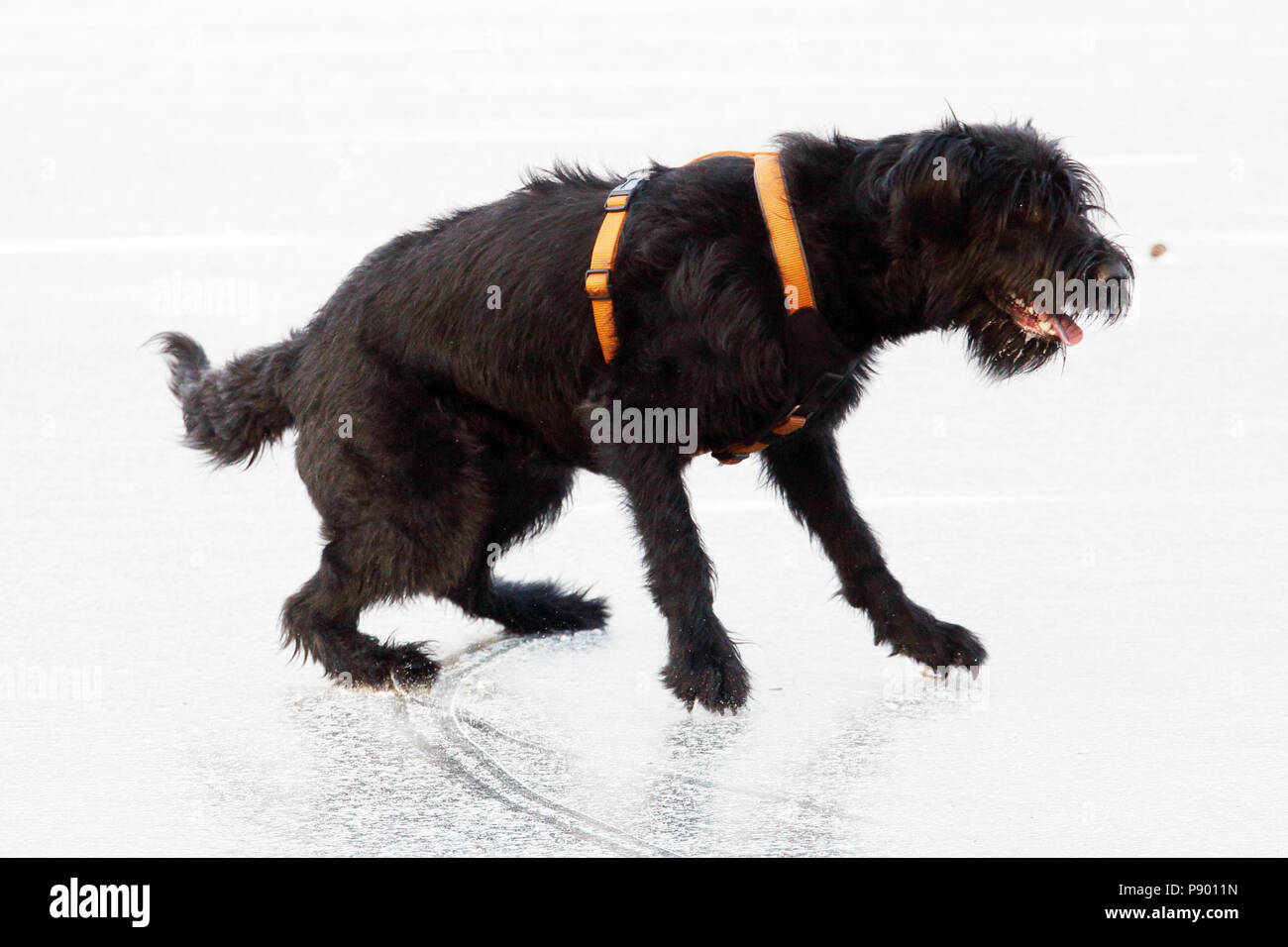 Berlin, Germany, Giant Schnauzer slips away on an ice surface Stock Photo