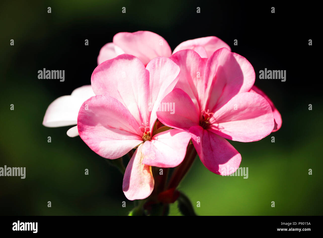 Flowers in Devon Stock Photo Alamy